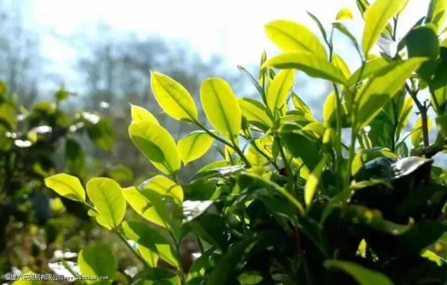 ������Ǻ�軹���̲�