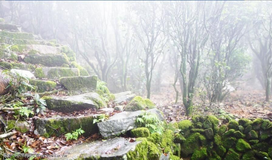 广东乌龙茶有哪些 广东乌龙茶有哪些