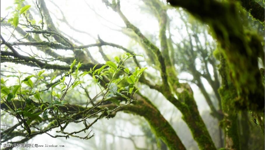 广东乌龙茶有哪些 广东乌龙茶有哪些