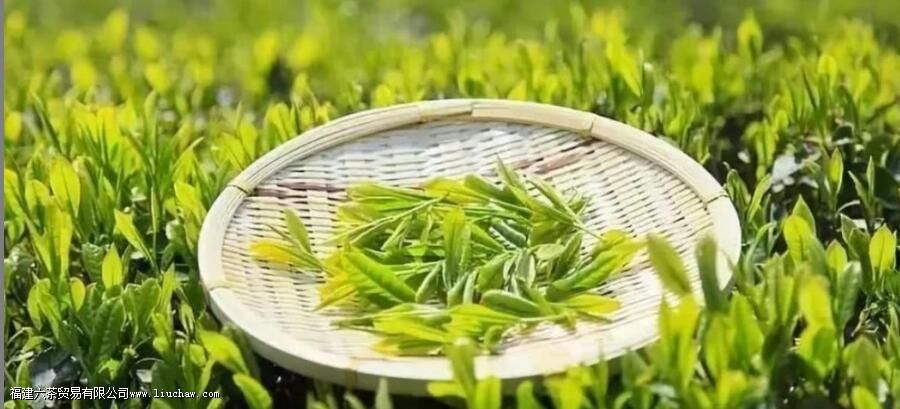 贵州产什么茶 贵州产什么茶