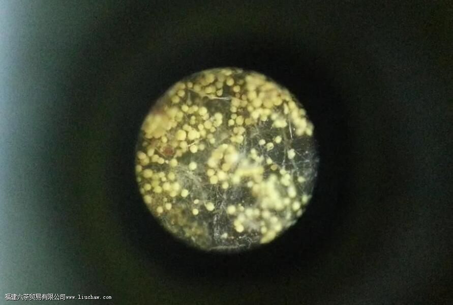 黑茶的金花是什么 金花能否判断黑茶的好坏 黑茶的金花是什么 金花能否判断黑茶的好坏