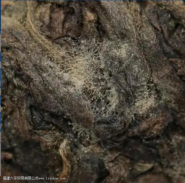 黑茶的金花是什么 金花能否判断黑茶的好坏 黑茶的金花是什么 金花能否判断黑茶的好坏