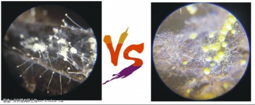 黑茶的金花是什么 金花能否判断黑茶的好坏 黑茶的金花是什么 金花能否判断黑茶的好坏