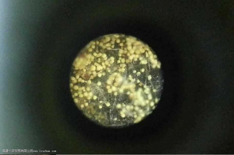 黑茶金花是什么东西 黑茶金花是什么东西