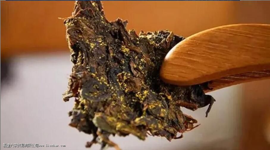 黑茶金花是什么东西 黑茶金花是什么东西