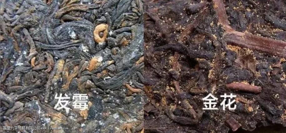 黑茶金花是什么东西 黑茶金花是什么东西