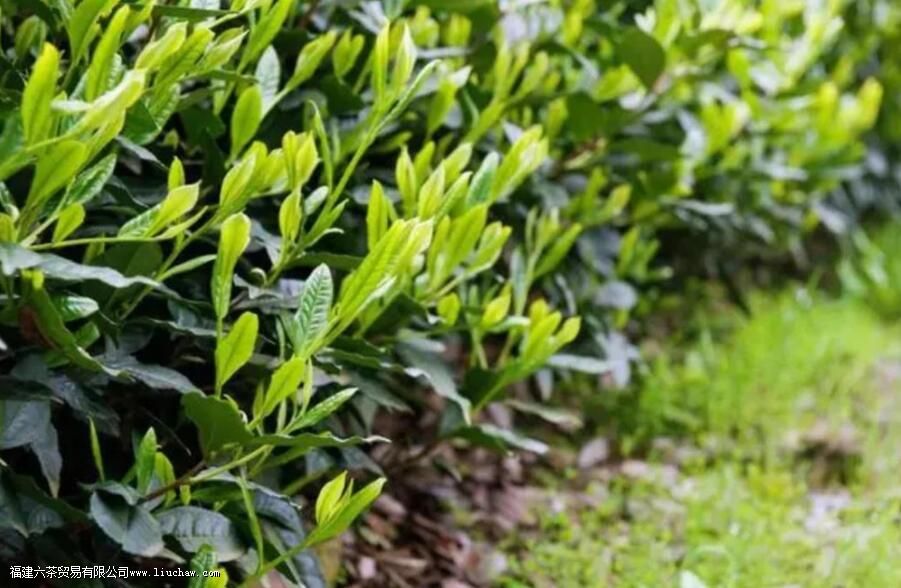 猴魁茶叶产地在哪里 猴魁茶叶产地在哪里