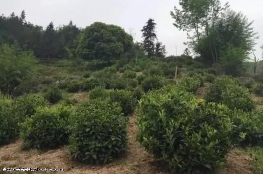 猴魁茶叶产地在哪里 猴魁茶叶产地在哪里