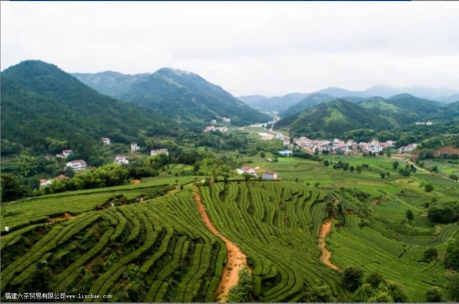 湖北的茶叶有哪些 湖北的茶叶有哪些