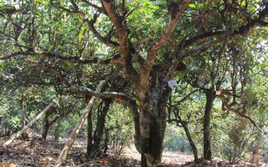 �������ӹ�����Ŀڸ����ص�