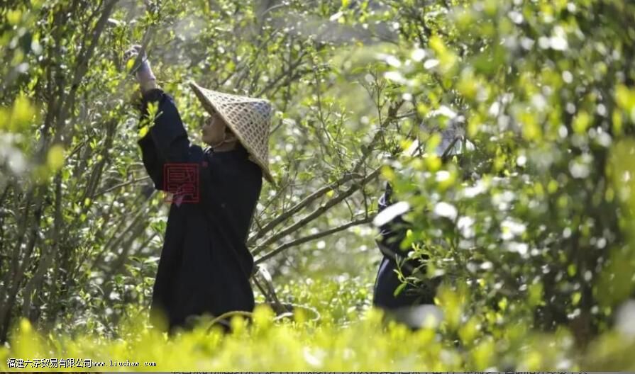 荒野茶有哪些优点 荒野茶有哪些优点