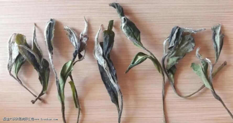 荒野茶有哪些优点 荒野茶有哪些优点