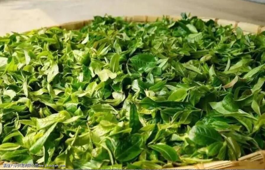 荒野茶有哪些优点 荒野茶有哪些优点