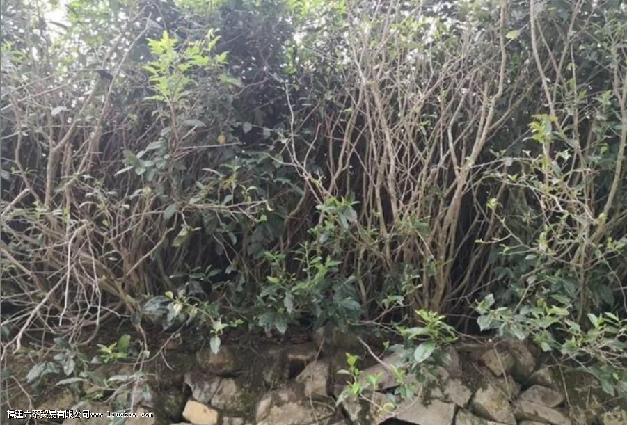 荒野牡丹王茶的特点 荒野牡丹王茶的特点