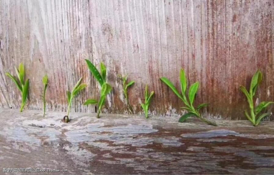 荒野牡丹王茶的特点 荒野牡丹王茶的特点