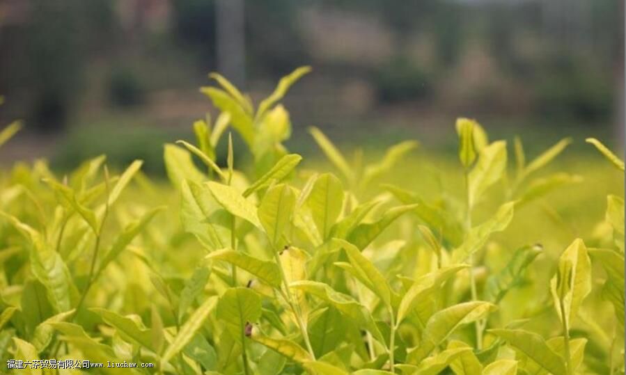 黄金芽茶叶产地 黄金芽茶叶产地