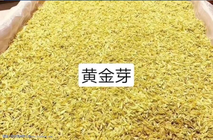 黄金芽茶叶产地 黄金芽茶叶产地