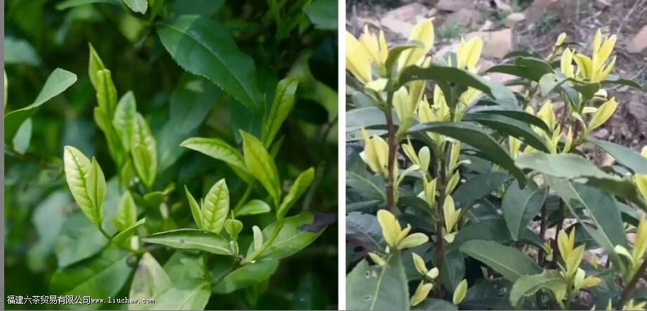 �ƽ�ѿ�Ͱ����ײ���ô����