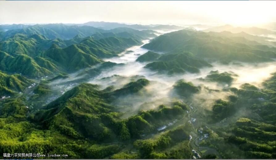 霍山黄芽黄茶的特征以及显著特点 霍山黄芽黄茶的特征以及显著特点