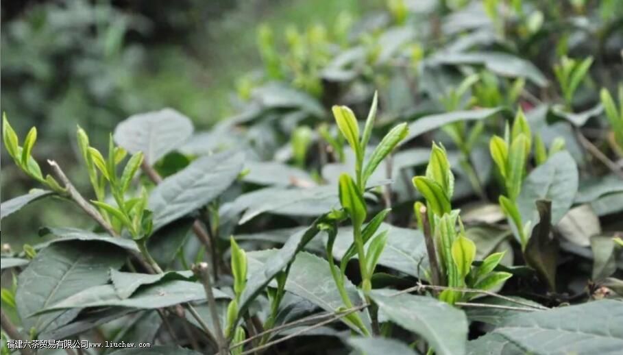 �����Ҷ��һ��ɲ�