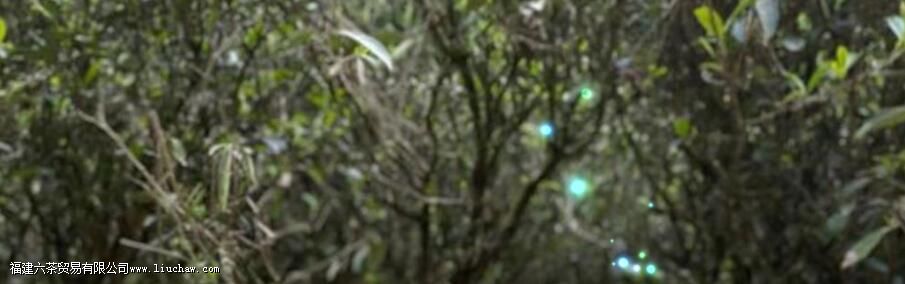 �����Ҷ��һ��ɲ�