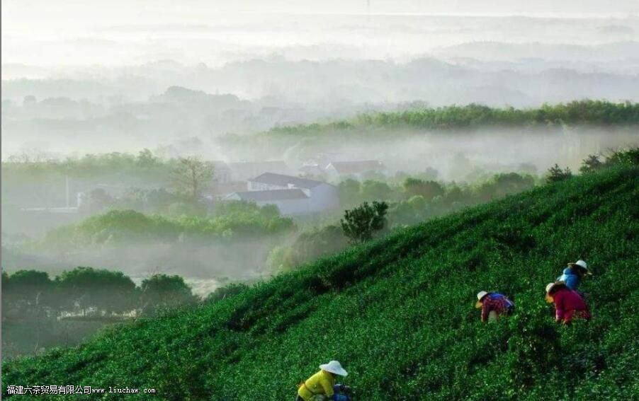 建阳小白是什么茶 建阳小白是什么茶