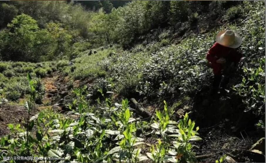 建阳小白是什么茶 建阳小白是什么茶