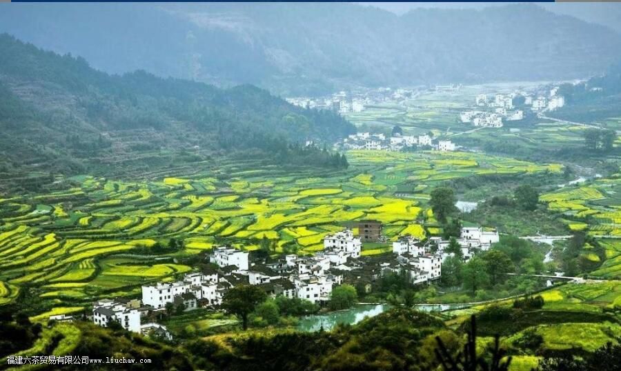 江西名优绿茶之一,婺源毛尖有哪些特点 江西名优绿茶之一,婺源毛尖有哪些特点