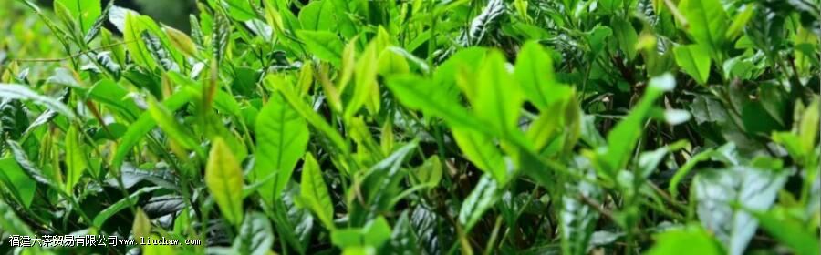 江西名优绿茶之一,婺源毛尖有哪些特点 江西名优绿茶之一,婺源毛尖有哪些特点