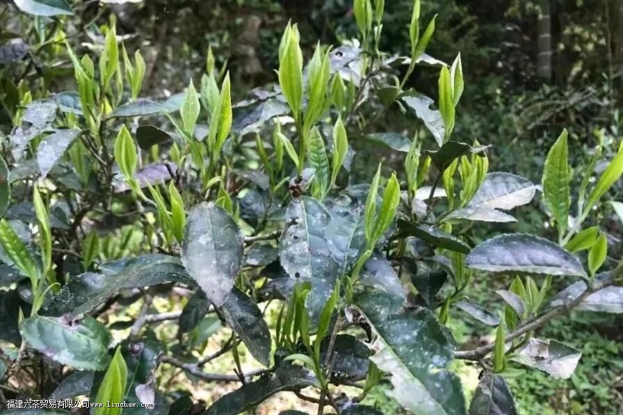 ��ü�˲�ָ����ʲô