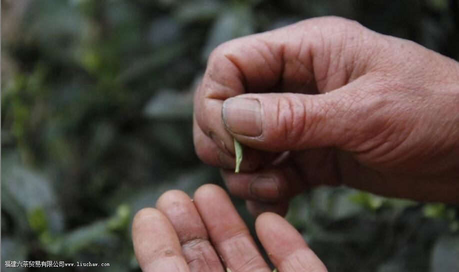 ��ü�˲�ָ����ʲô