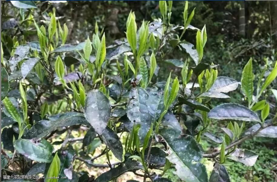 金骏眉为什么带蜜香 金骏眉为什么带蜜香