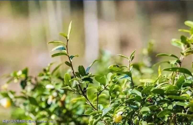 金骏眉为什么带蜜香 金骏眉为什么带蜜香