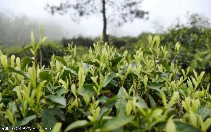 金山时雨是什么茶 金山时雨是什么茶