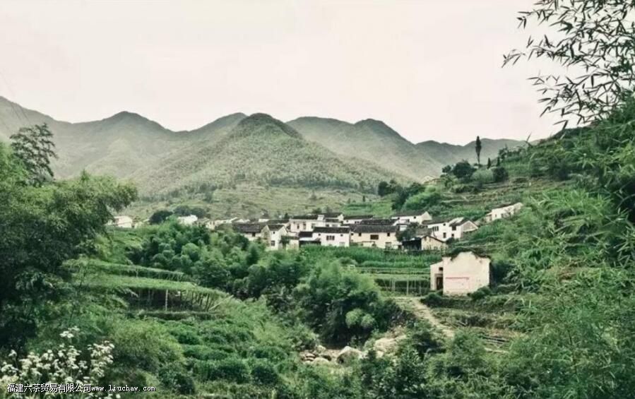 金山时雨是什么茶 金山时雨是什么茶