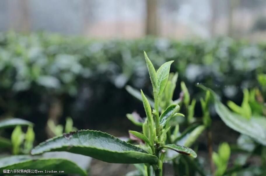 �������Ҷ����ʲô��