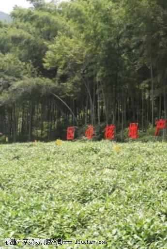 金寨翠眉是什么茶 金寨翠眉是什么茶