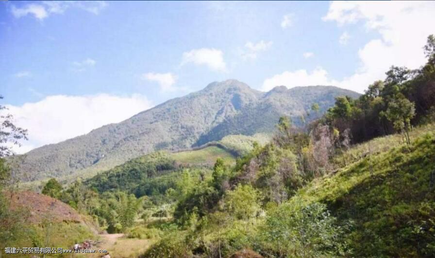 景谷普洱茶的特点 景谷普洱茶的特点