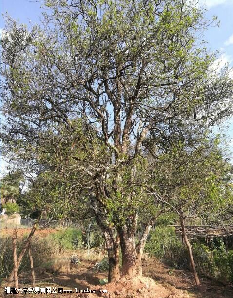 景谷普洱茶的特点 景谷普洱茶的特点