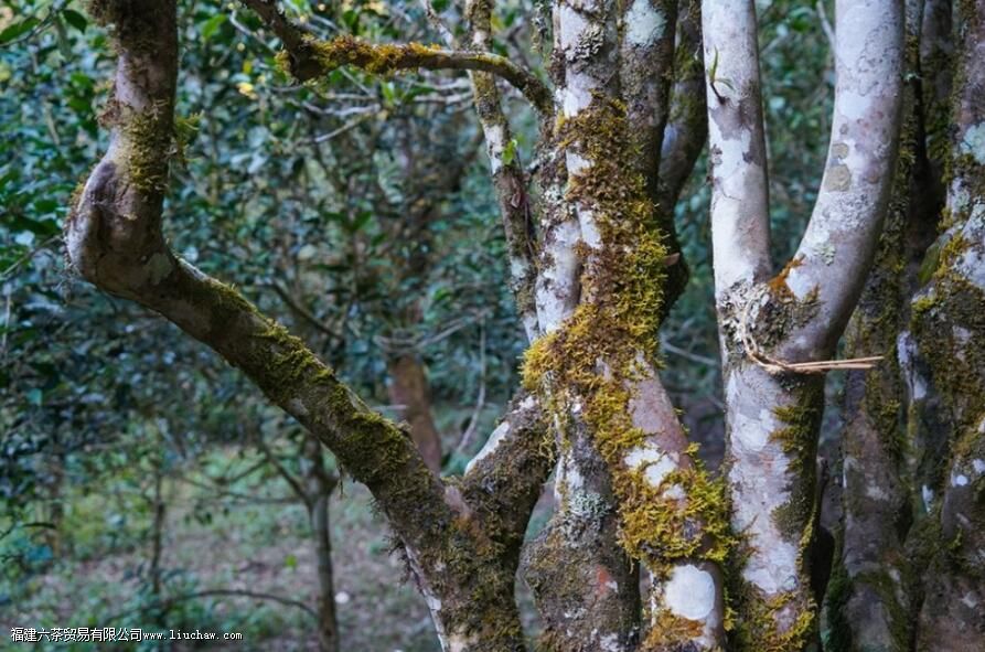 ��������ɽ���յĿڸ�