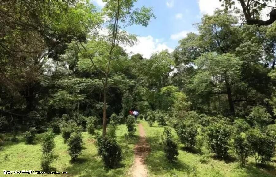 景迈茶区有哪些山 景迈茶区有哪些山
