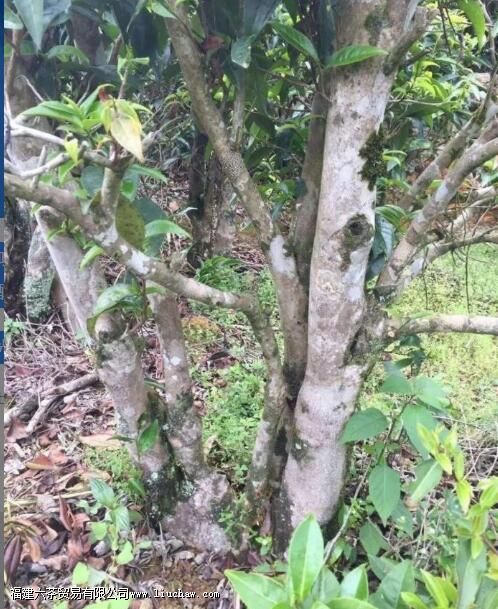 锯朵仔茶的特点 锯朵仔茶的特点