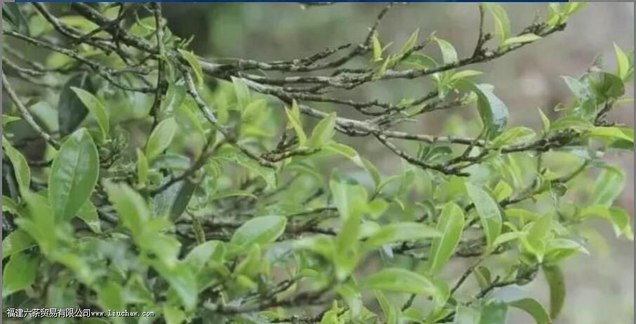 锯朵仔茶的特点 锯朵仔茶的特点