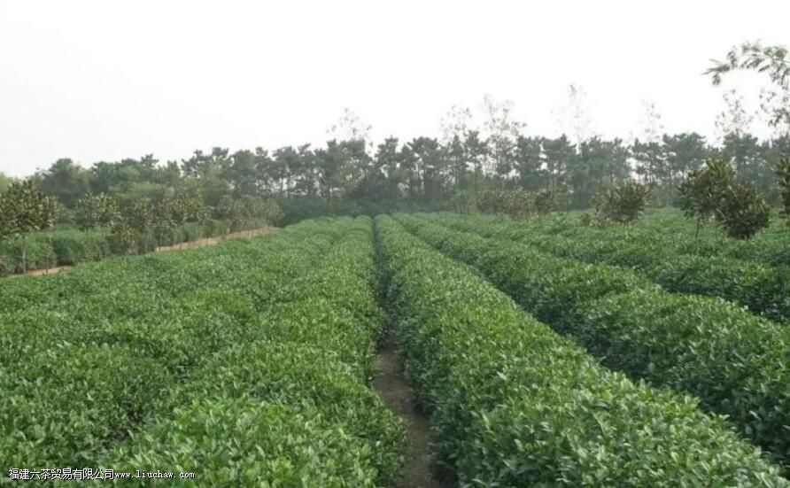 崂山绿茶的特点 崂山绿茶的特点