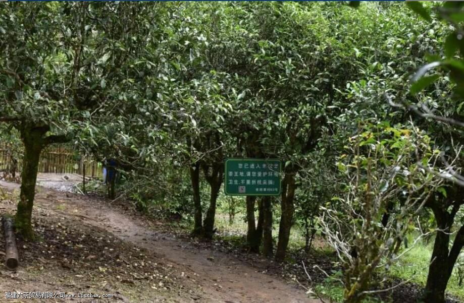 老班章属于普洱茶吗 老班章属于普洱茶吗