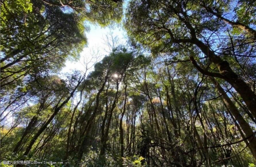 雷达山古树茶口味特点 雷达山古树茶口味特点