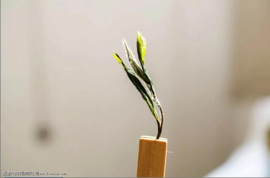 两个关键词,摸清不同年份白茶的挑选门路 两个关键词,摸清不同年份白茶的挑选门路