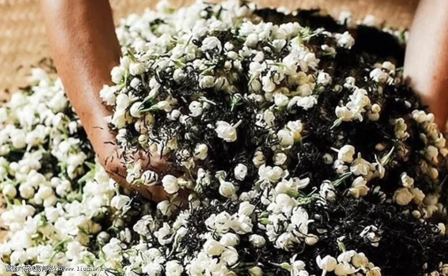 �ֺ�Ʈѩ��ʲô��