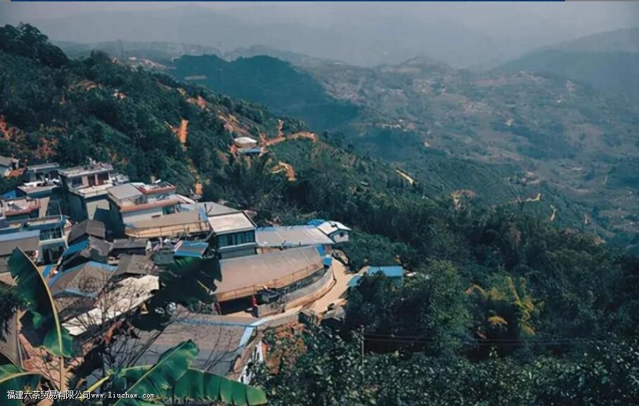 临沧茶“大有来头”,冰岛、昔归,3200岁茶祖,更是世界茶基因库 临沧茶“大有来头”,冰岛、昔归,3200岁茶祖,更是世界茶基因库