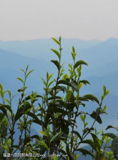 临沧茶“大有来头”,冰岛、昔归,3200岁茶祖,更是世界茶基因库 临沧茶“大有来头”,冰岛、昔归,3200岁茶祖,更是世界茶基因库